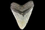 Huge, Fossil Megalodon Tooth - North Carolina #75530-2